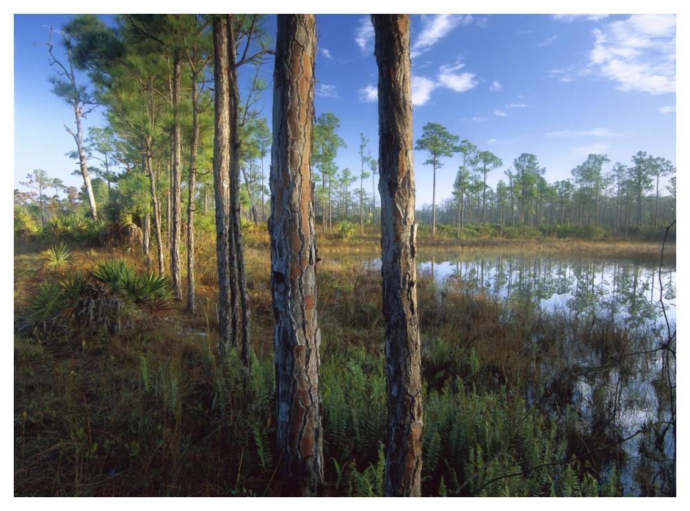 Pond near the Loxahatchee River, Jonathan Dickinson State Park, Florida-Paper Art-50"x38"