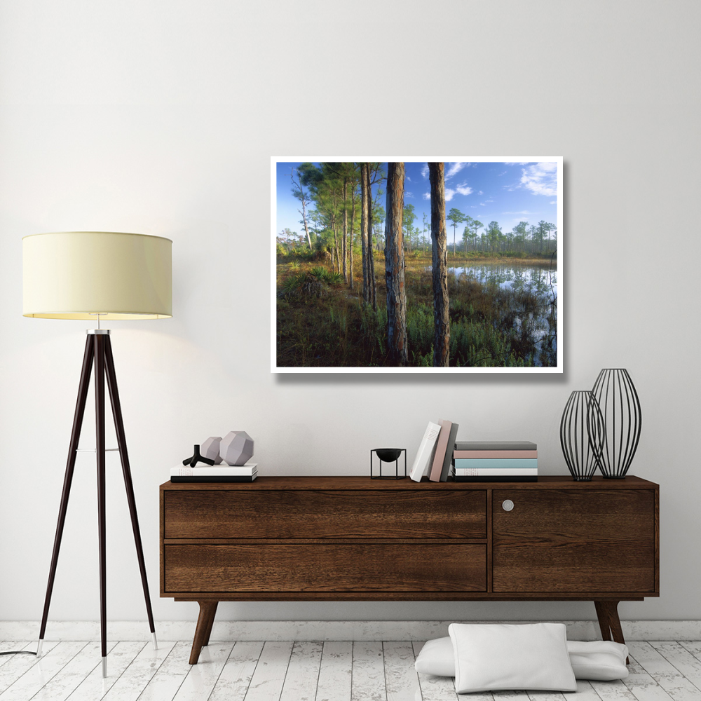 Pond near the Loxahatchee River, Jonathan Dickinson State Park, Florida-Paper Art-50&quotx38"