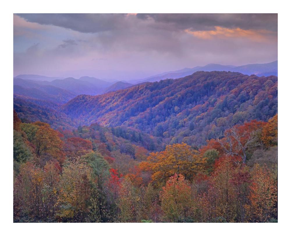 Autumn deciduous forest, Great Smoky Mountains National Park, Tennessee-Paper Art-22"x18"