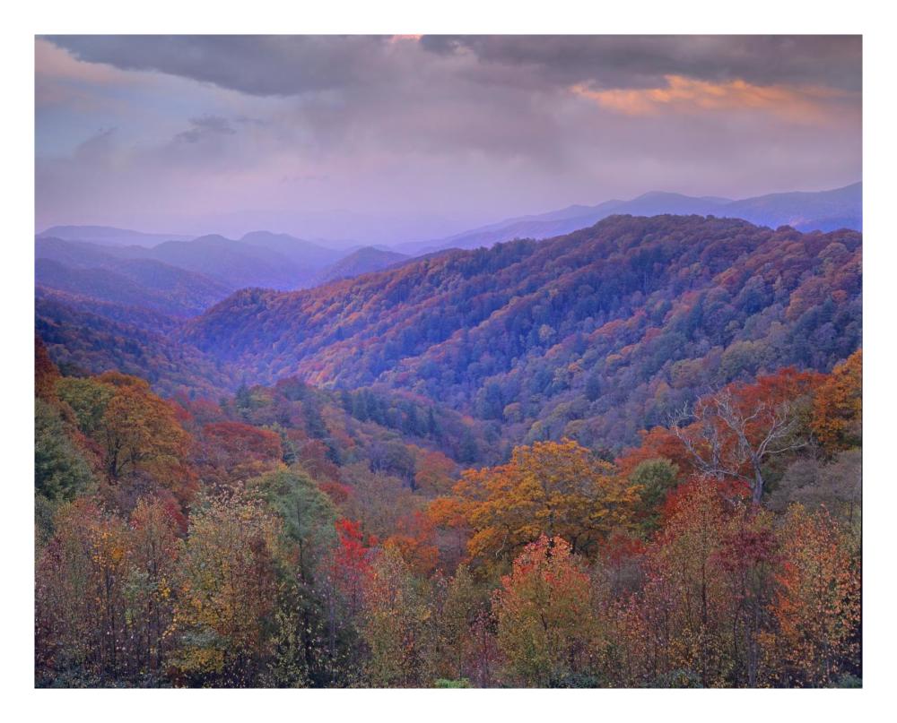 Autumn deciduous forest, Great Smoky Mountains National Park, Tennessee-Paper Art-26"x22"