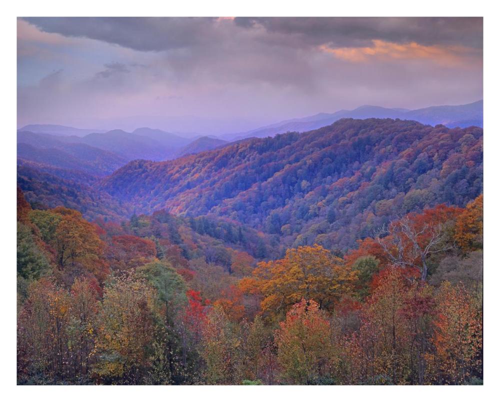 Autumn deciduous forest, Great Smoky Mountains National Park, Tennessee-Paper Art-30"x24"