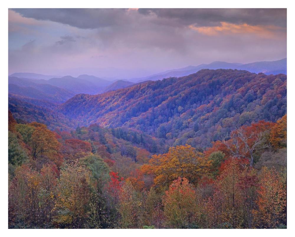 Autumn deciduous forest, Great Smoky Mountains National Park, Tennessee-Paper Art-37"x30"