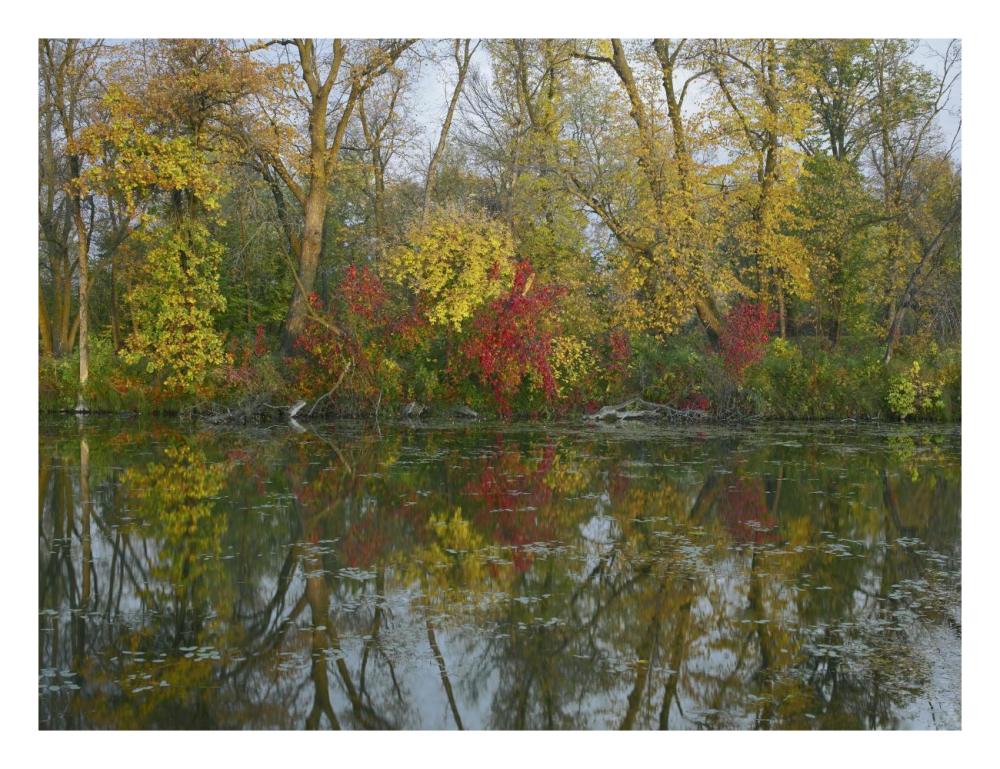 Autumn reflection on Marsh's Lake, Spruce Woods Provincial Park, Canada-Paper Art-26"x20"