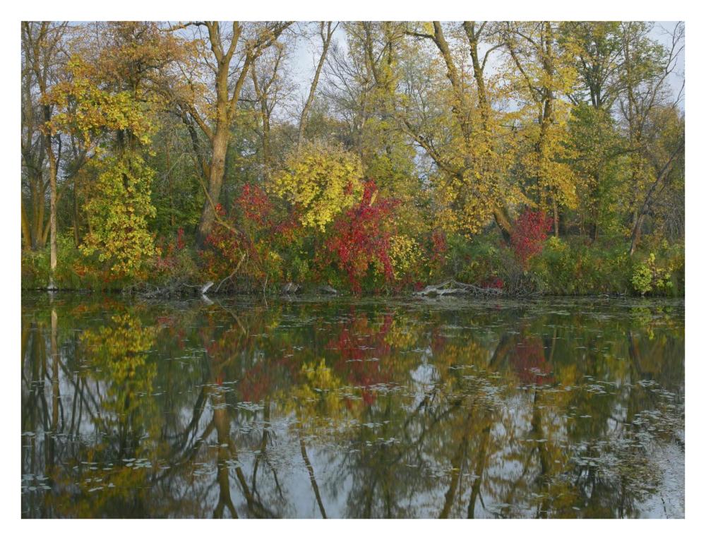 Autumn reflection on Marsh's Lake, Spruce Woods Provincial Park, Canada-Paper Art-34"x26"