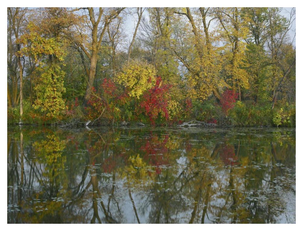 Autumn reflection on Marsh's Lake, Spruce Woods Provincial Park, Canada-Paper Art-42"x32"