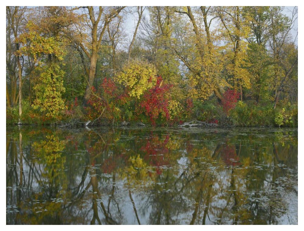 Autumn reflection on Marsh's Lake, Spruce Woods Provincial Park, Canada-Paper Art-50"x38"