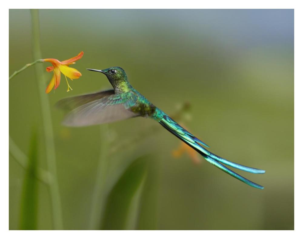 Long-tailed Sylph feeding on flower nectar, Jurong Bird Park, Singapore-Paper Art-18"x14"
