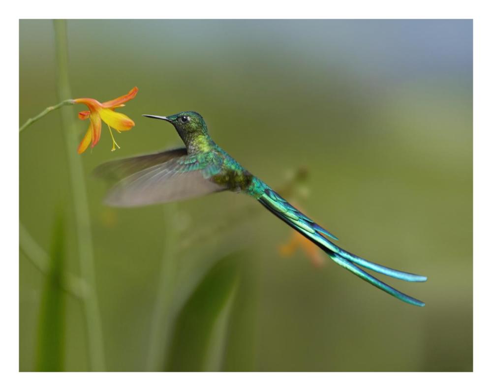 Long-tailed Sylph feeding on flower nectar, Jurong Bird Park, Singapore-Paper Art-26"x20"