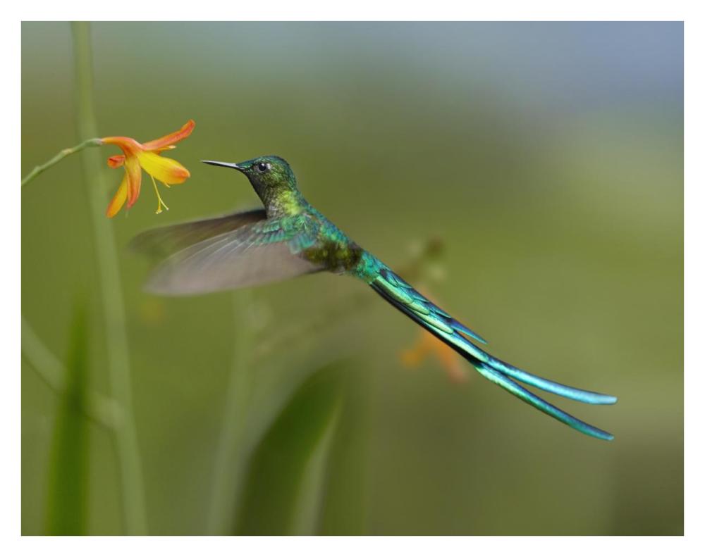 Long-tailed Sylph feeding on flower nectar, Jurong Bird Park, Singapore-Paper Art-34"x26"