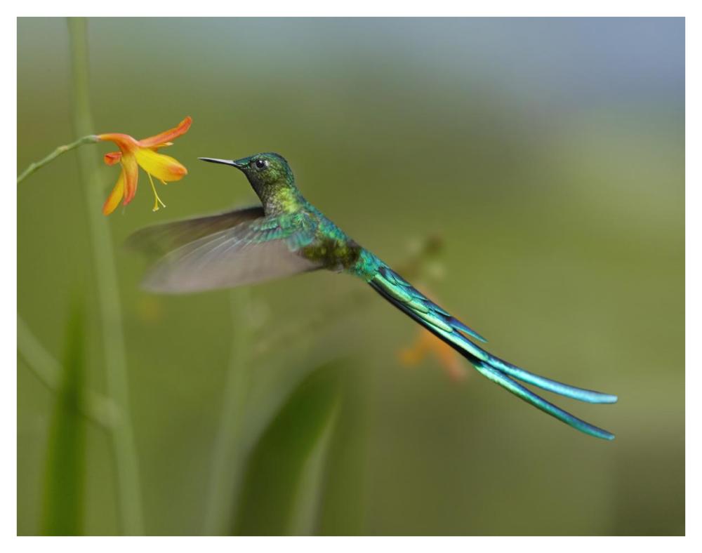 Long-tailed Sylph feeding on flower nectar, Jurong Bird Park, Singapore-Paper Art-42"x32"