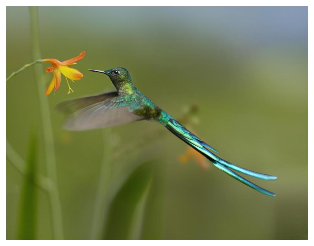 Long-tailed Sylph feeding on flower nectar, Jurong Bird Park, Singapore-Paper Art-50"x38"