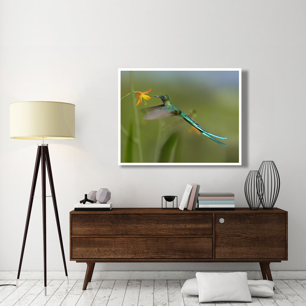 Long-tailed Sylph feeding on flower nectar, Jurong Bird Park, Singapore-Paper Art-50&quotx38"