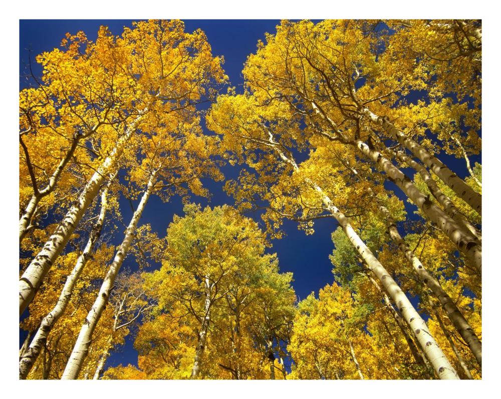 Aspen grove in fall colors, Maroon Bells, Snowmass Wilderness, Colorado-Paper Art-26"x20"