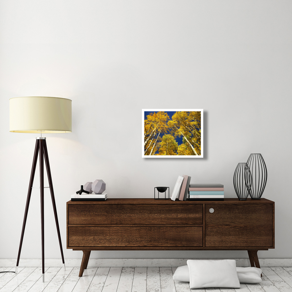 Aspen grove in fall colors, Maroon Bells, Snowmass Wilderness, Colorado-Paper Art-26&quotx20"