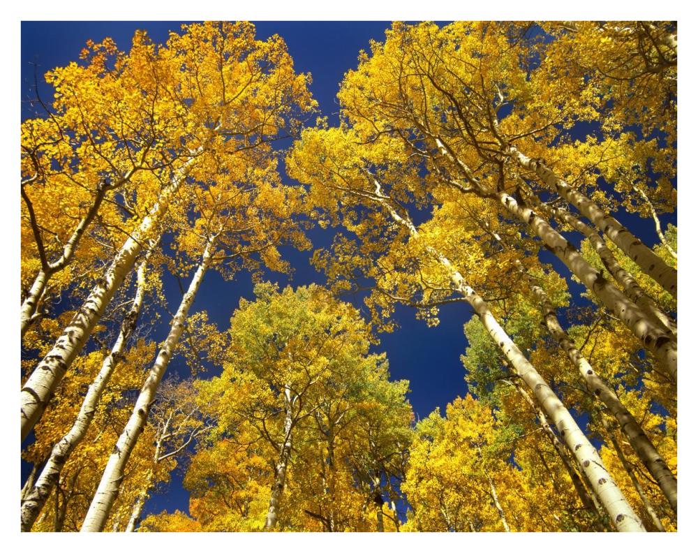 Aspen grove in fall colors, Maroon Bells, Snowmass Wilderness, Colorado-Paper Art-34"x26"