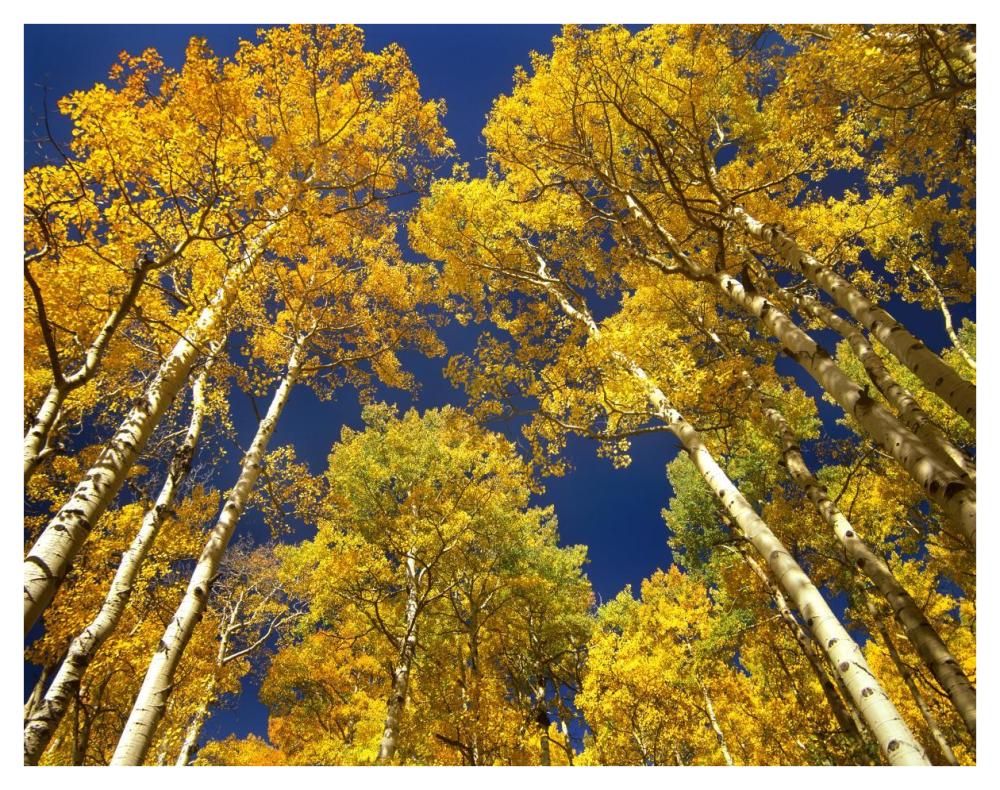 Aspen grove in fall colors, Maroon Bells, Snowmass Wilderness, Colorado-Paper Art-42"x32"