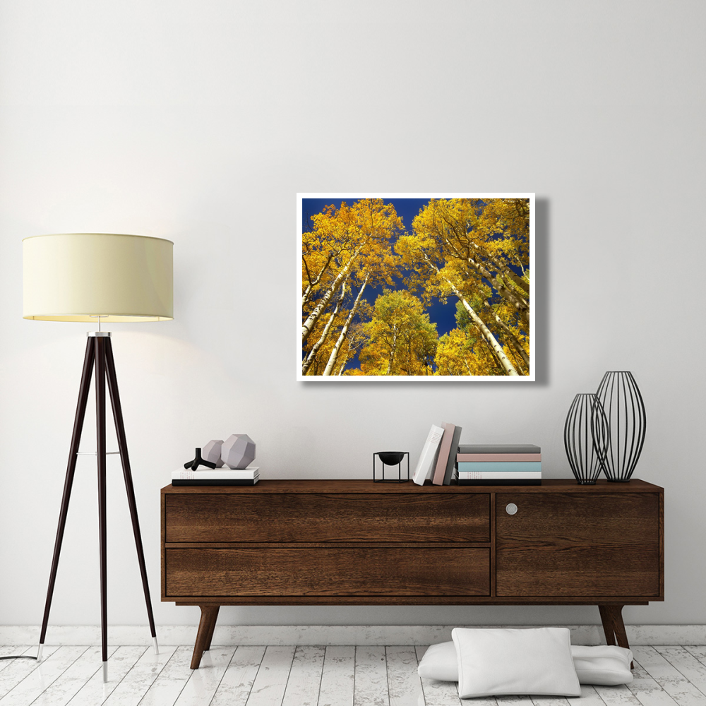 Aspen grove in fall colors, Maroon Bells, Snowmass Wilderness, Colorado-Paper Art-42&quotx32"