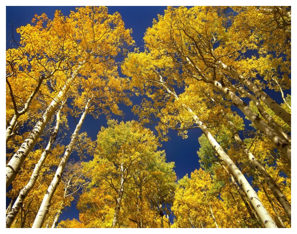 Aspen grove in fall colors, Maroon Bells, Snowmass Wilderness, Colorado-Paper Art-50"x38"