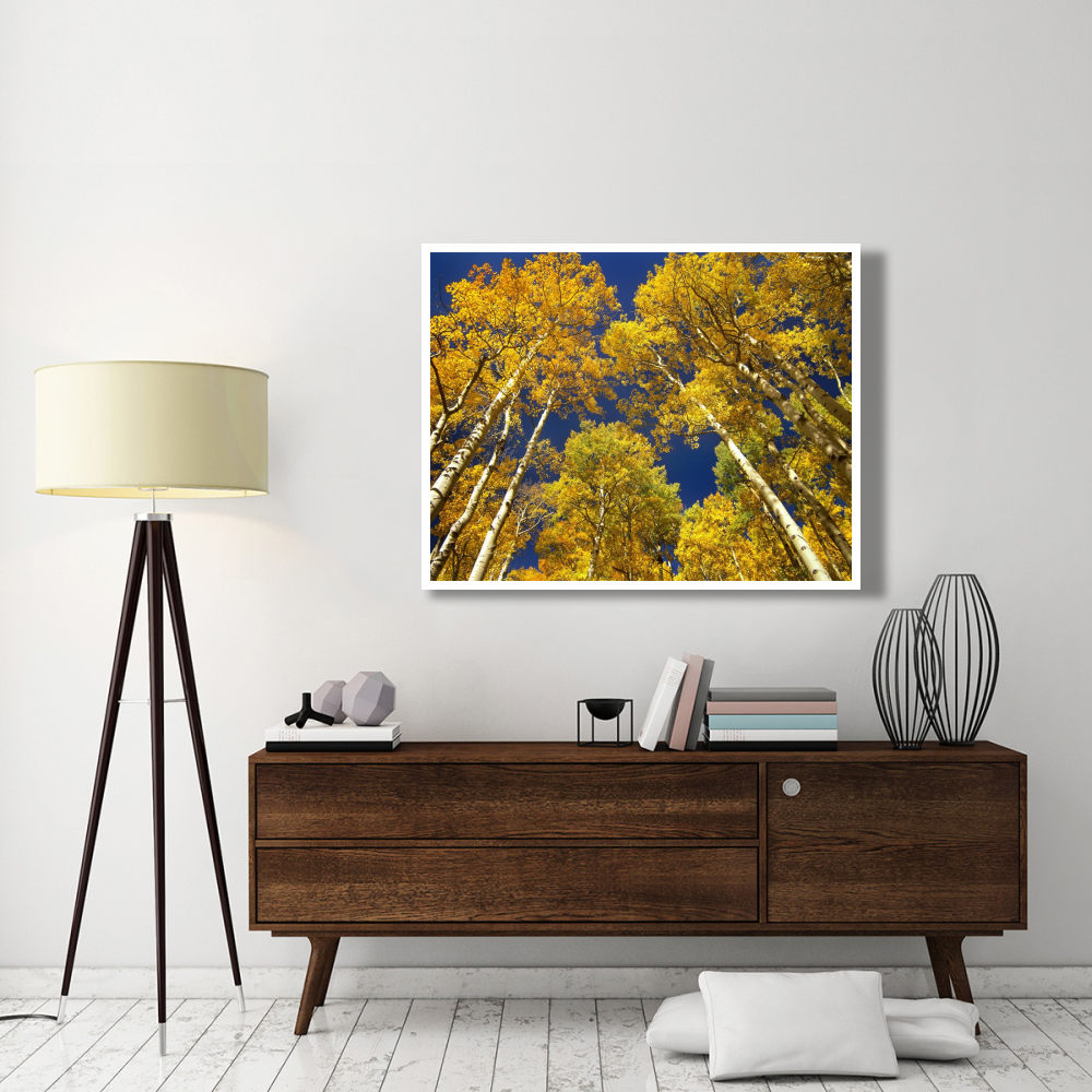 Aspen grove in fall colors, Maroon Bells, Snowmass Wilderness, Colorado-Paper Art-50&quotx38"