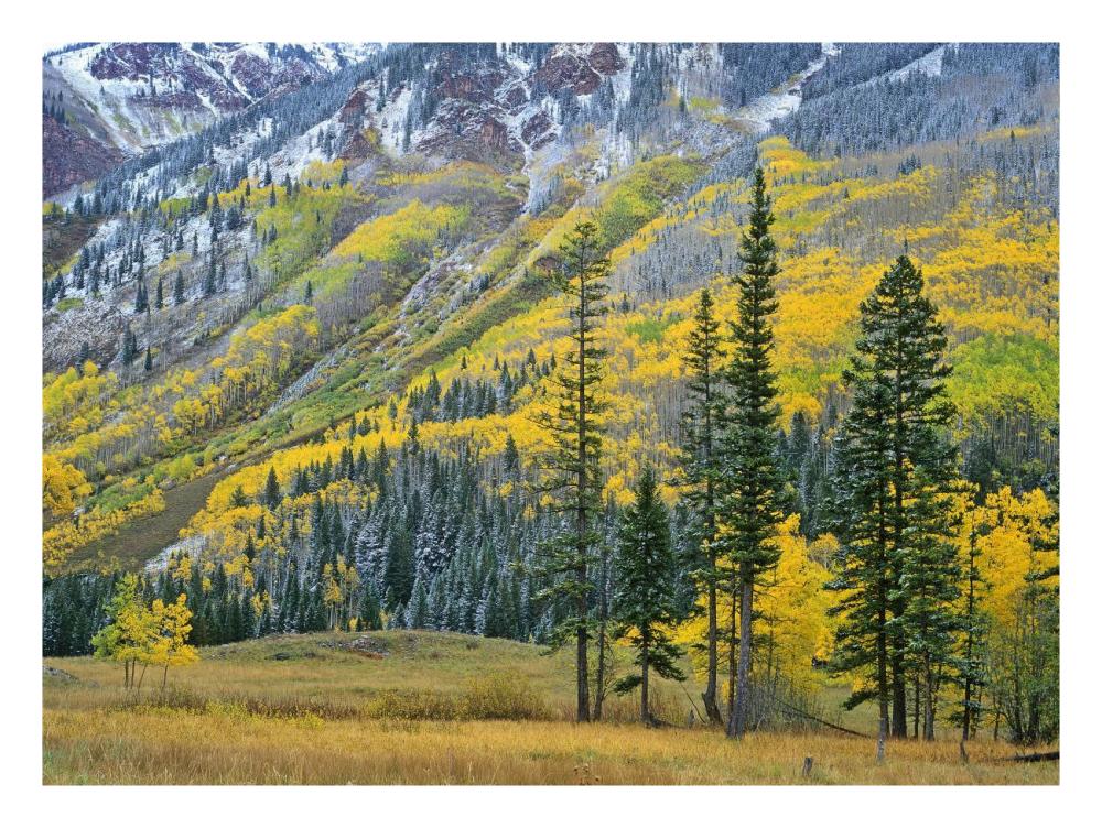 Aspen grove in fall colors, Maroon Bells, Snowmass Wilderness, Colorado-Paper Art-26"x20"