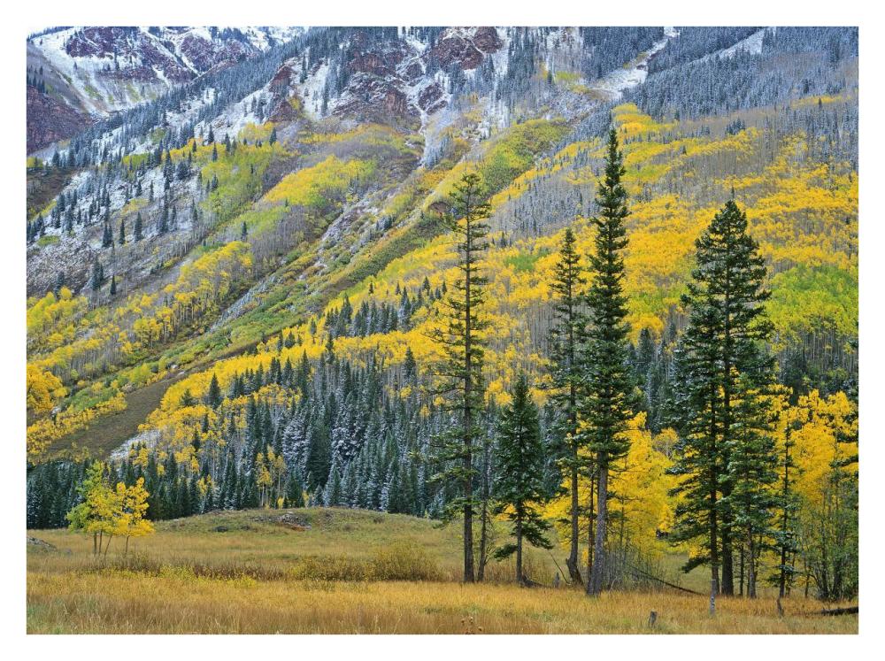 Aspen grove in fall colors, Maroon Bells, Snowmass Wilderness, Colorado-Paper Art-34"x26"