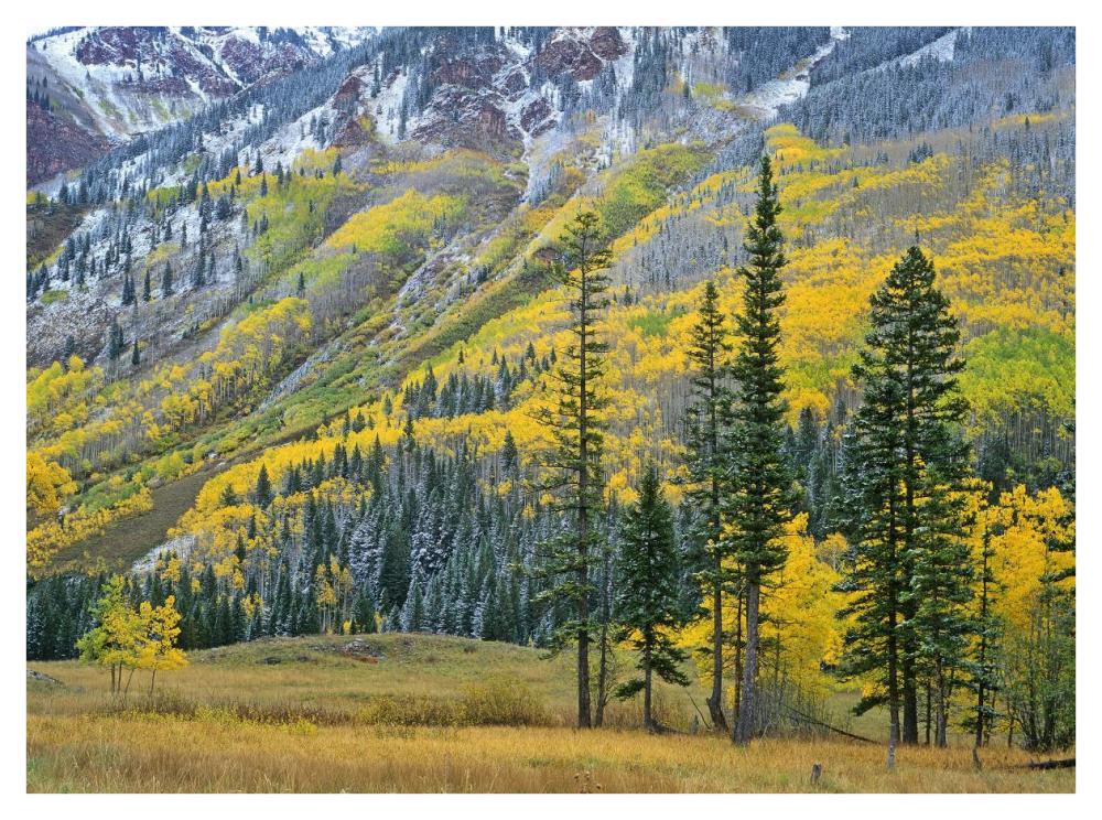 Aspen grove in fall colors, Maroon Bells, Snowmass Wilderness, Colorado-Paper Art-42"x32"