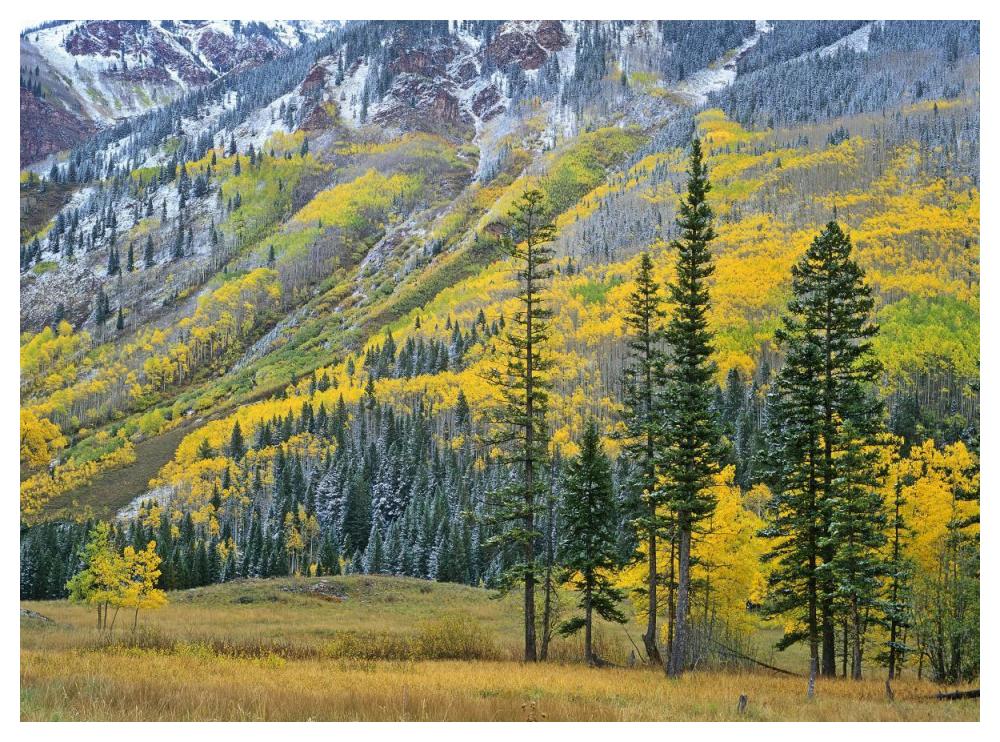 Aspen grove in fall colors, Maroon Bells, Snowmass Wilderness, Colorado-Paper Art-50"x38"