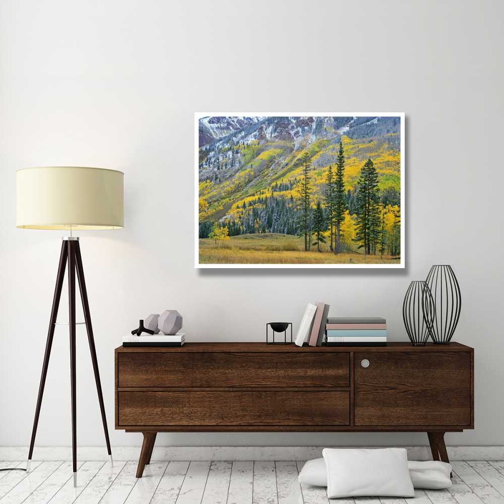 Aspen grove in fall colors, Maroon Bells, Snowmass Wilderness, Colorado-Paper Art-50&quotx38"