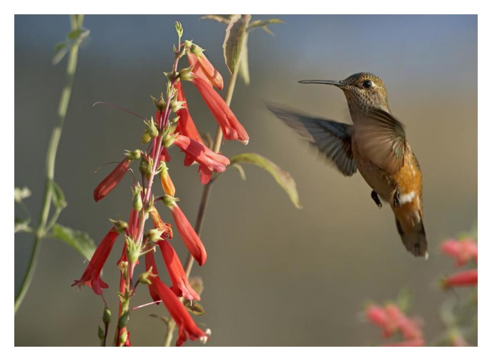 Broad-tailed Hummingbird feeding on flower nectar, Santa Fe, New Mexico-Paper Art-18"x14"