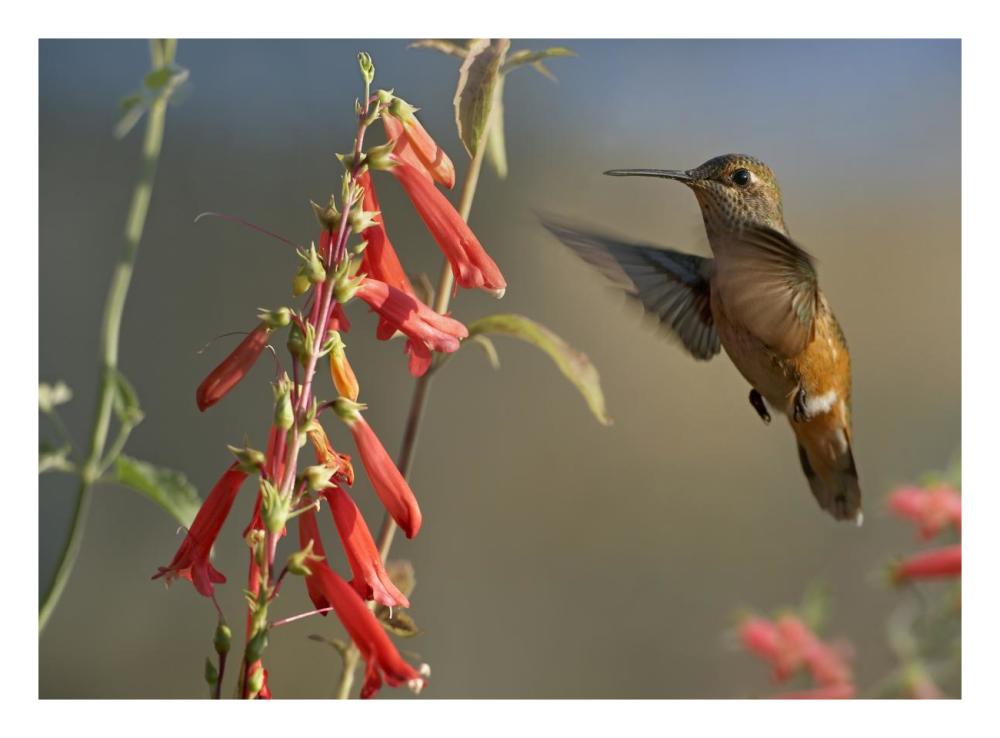 Broad-tailed Hummingbird feeding on flower nectar, Santa Fe, New Mexico-Paper Art-26"x20"