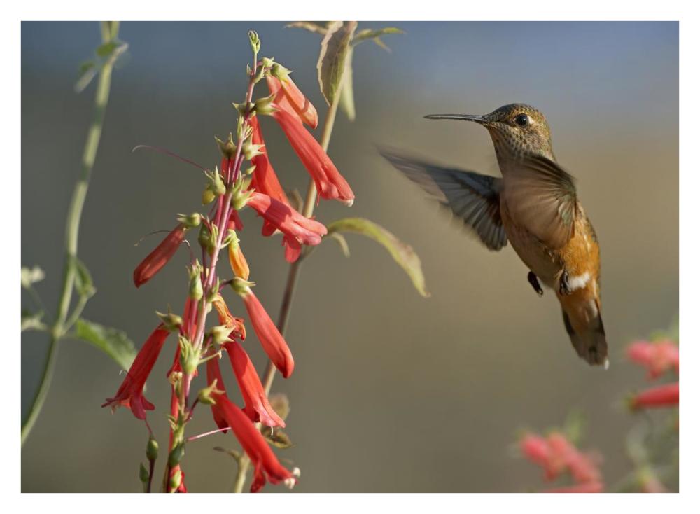 Broad-tailed Hummingbird feeding on flower nectar, Santa Fe, New Mexico-Paper Art-34"x26"