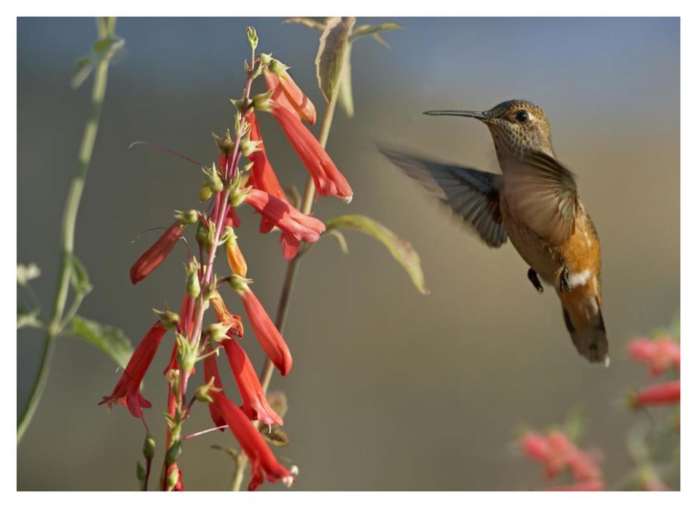 Broad-tailed Hummingbird feeding on flower nectar, Santa Fe, New Mexico-Paper Art-42"x32"