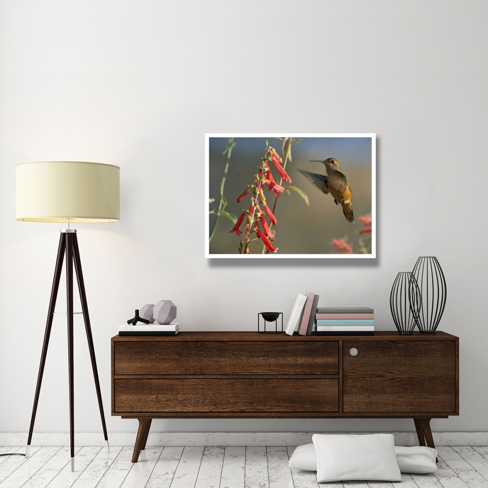Broad-tailed Hummingbird feeding on flower nectar, Santa Fe, New Mexico-Paper Art-42&quotx32"