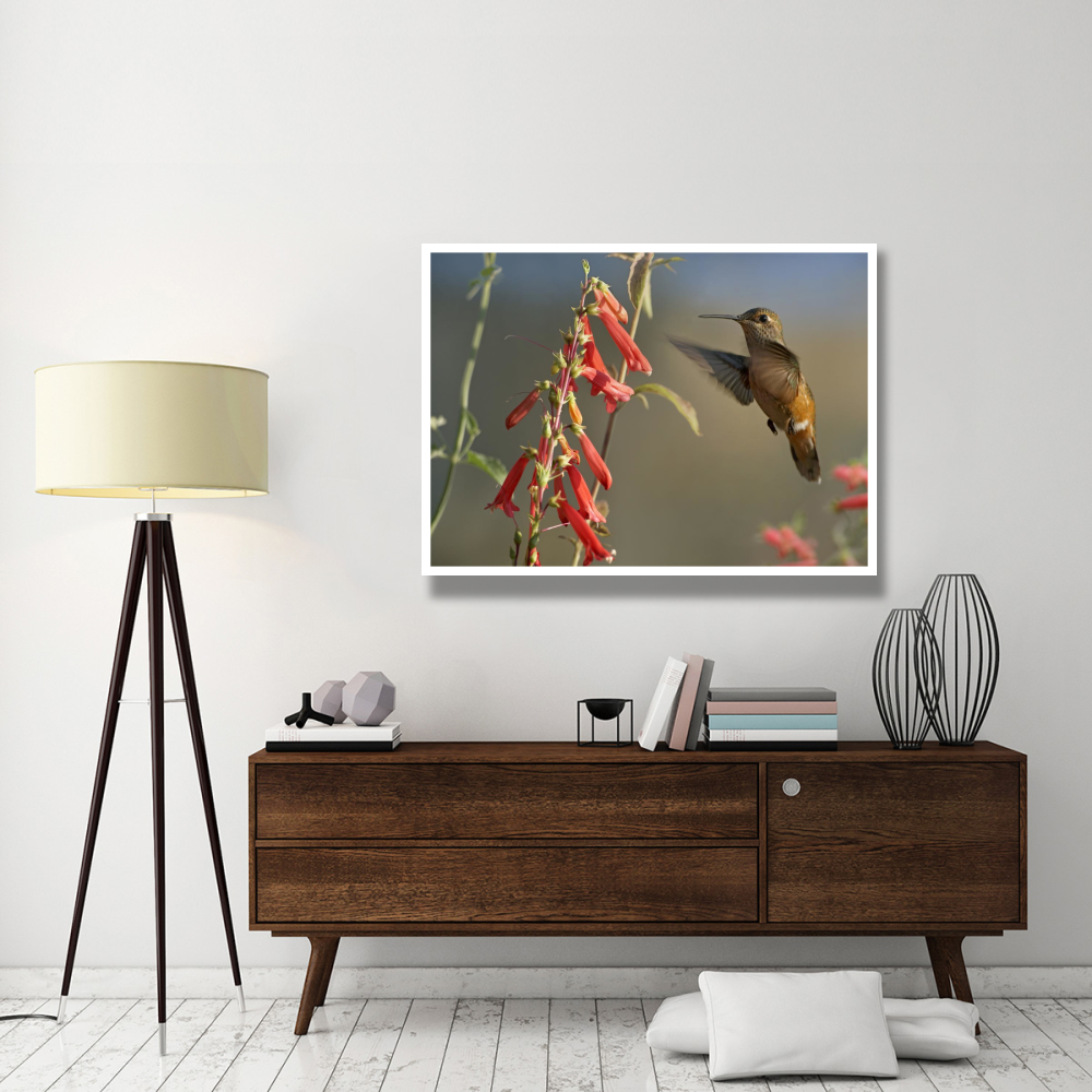 Broad-tailed Hummingbird feeding on flower nectar, Santa Fe, New Mexico-Paper Art-50&quotx38"