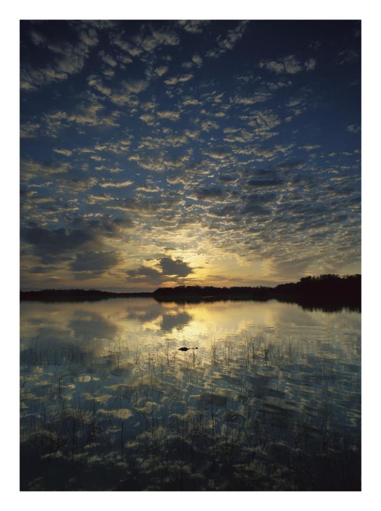 American Alligator in Nine-mile Pond, Everglades National Park, Florida-Paper Art-20"x26"