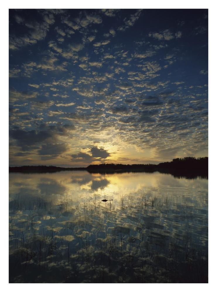American Alligator in Nine-mile Pond, Everglades National Park, Florida-Paper Art-26"x34"