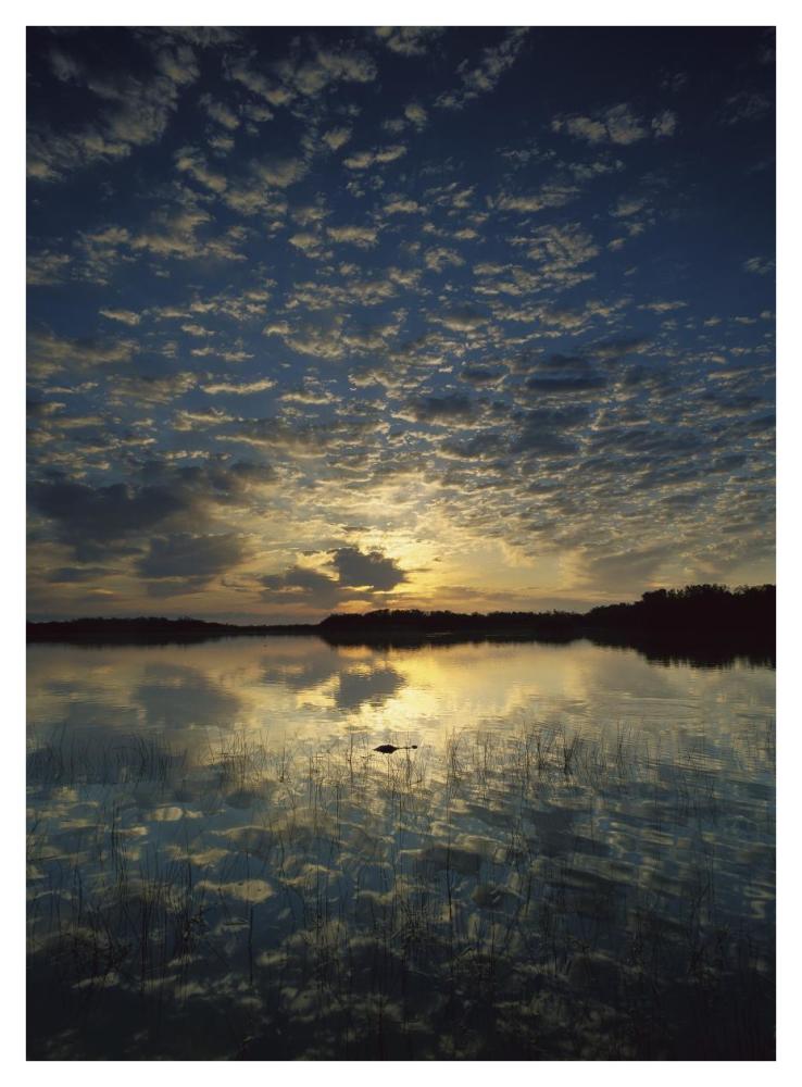 American Alligator in Nine-mile Pond, Everglades National Park, Florida-Paper Art-32"x42"