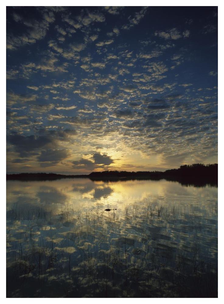 American Alligator in Nine-mile Pond, Everglades National Park, Florida-Paper Art-38"x50"
