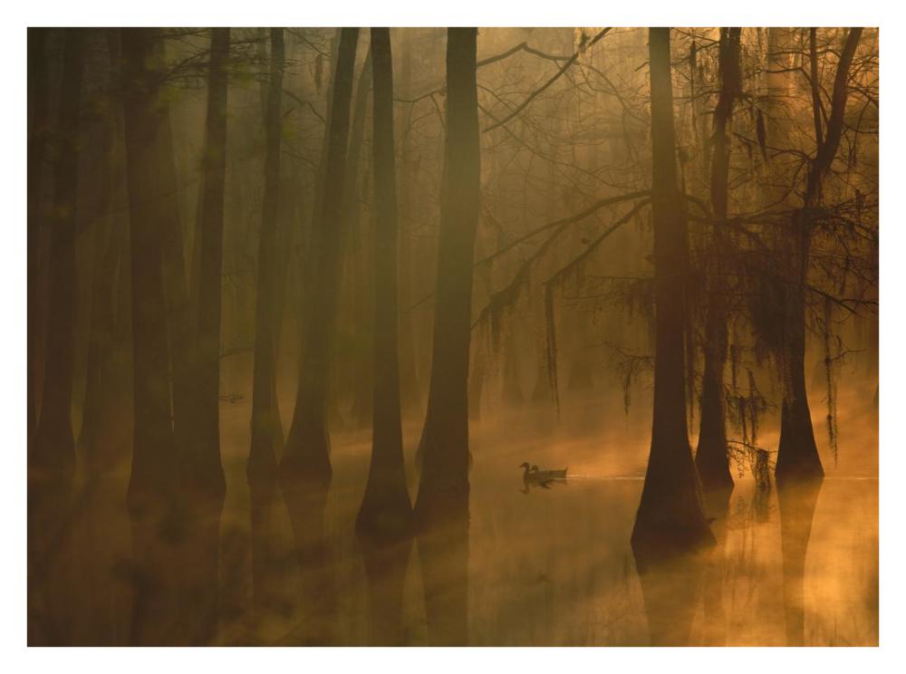 Mallard pair in Cypress swamp, Calcasieu River, Lake Charles, Louisiana-Paper Art-34"x26"