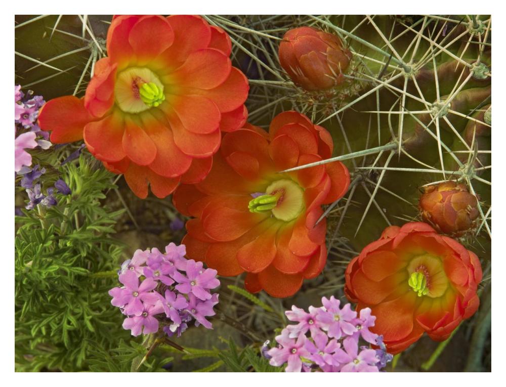 Claret Cup Cactus and Verbena detail of flowers in bloom, North America-Paper Art-18"x14"