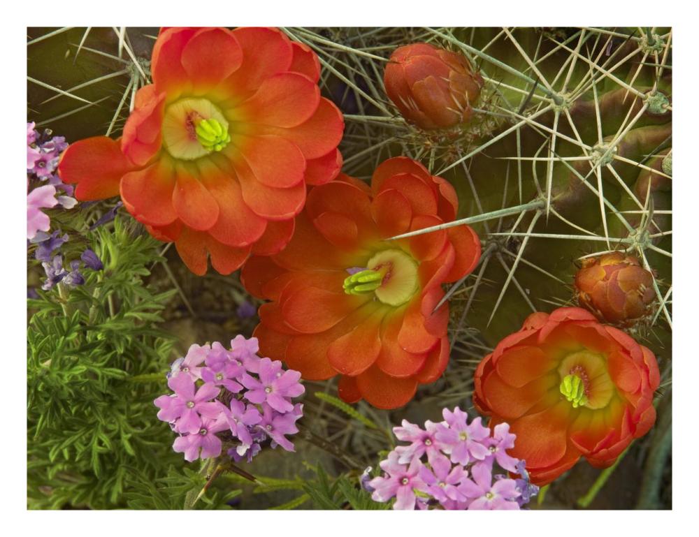 Claret Cup Cactus and Verbena detail of flowers in bloom, North America-Paper Art-26"x20"