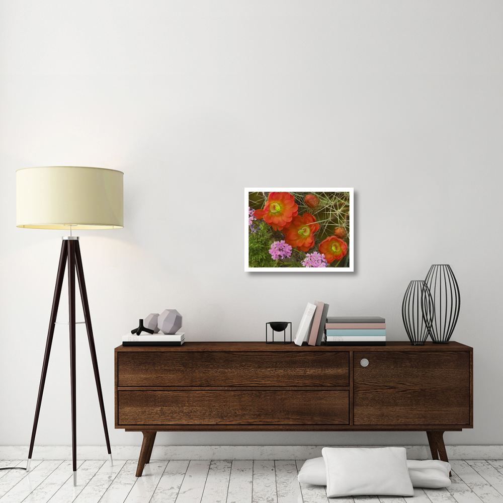 Claret Cup Cactus and Verbena detail of flowers in bloom, North America-Paper Art-26&quotx20"