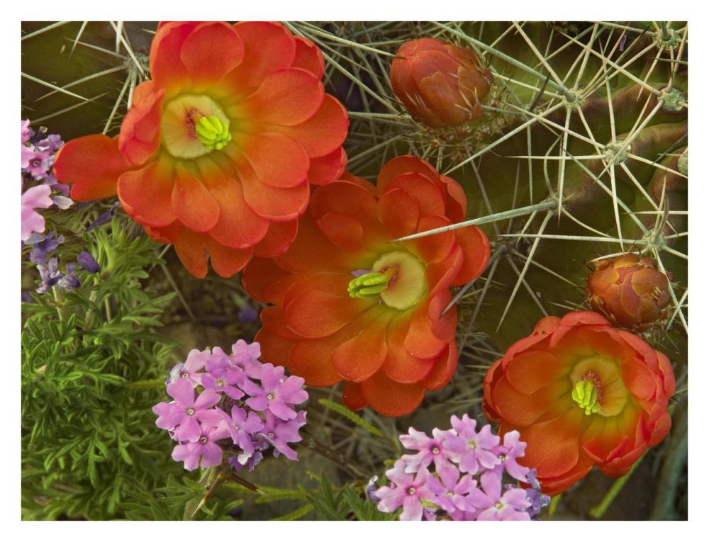 Claret Cup Cactus and Verbena detail of flowers in bloom, North America-Paper Art-34"x26"