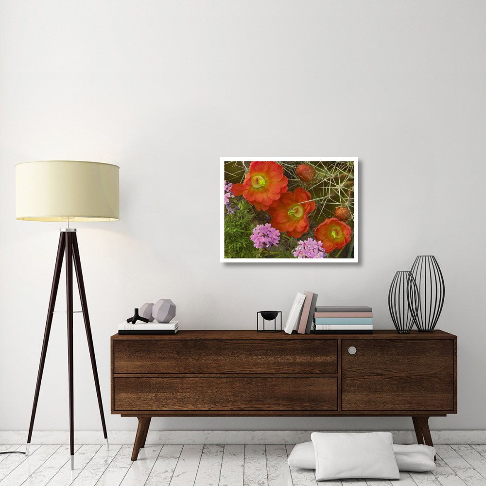 Claret Cup Cactus and Verbena detail of flowers in bloom, North America-Paper Art-34&quotx26"