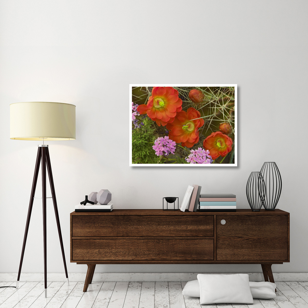 Claret Cup Cactus and Verbena detail of flowers in bloom, North America-Paper Art-42&quotx32"