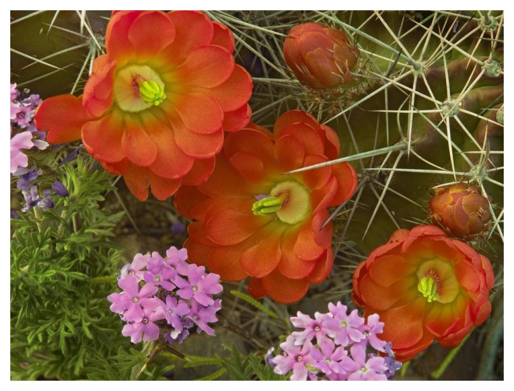 Claret Cup Cactus and Verbena detail of flowers in bloom, North America-Paper Art-50"x38"