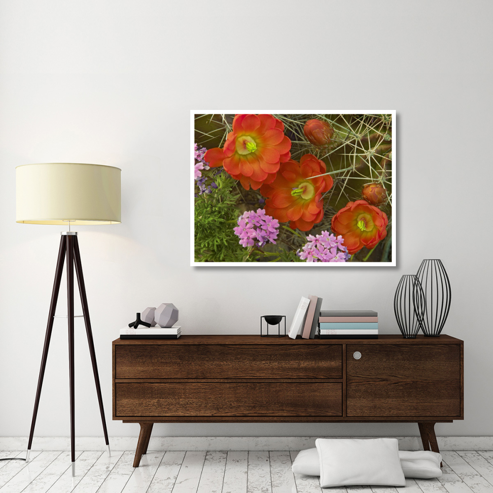 Claret Cup Cactus and Verbena detail of flowers in bloom, North America-Paper Art-50&quotx38"