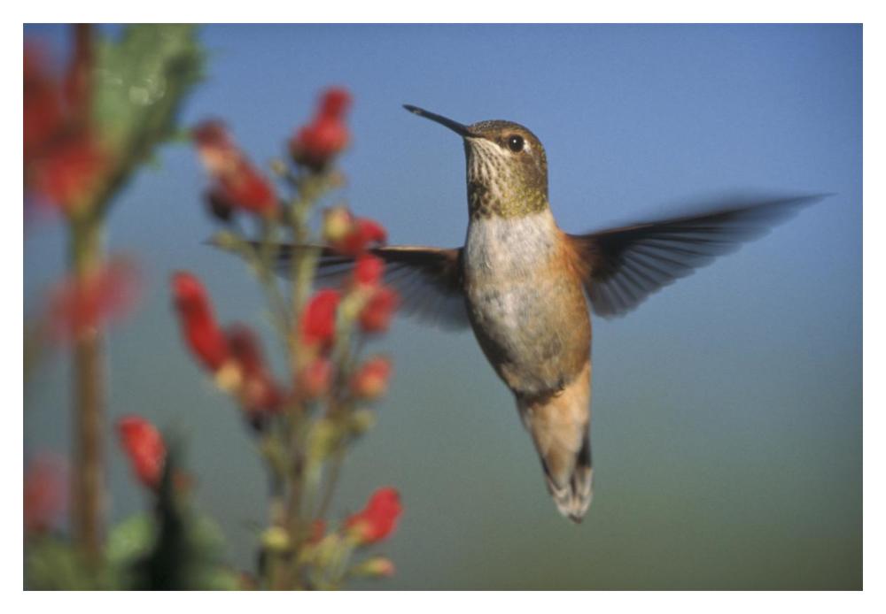 Rufous Hummingbird feeding on the nectar of a Desert Figwort New Mexico-Paper Art-20"x14"
