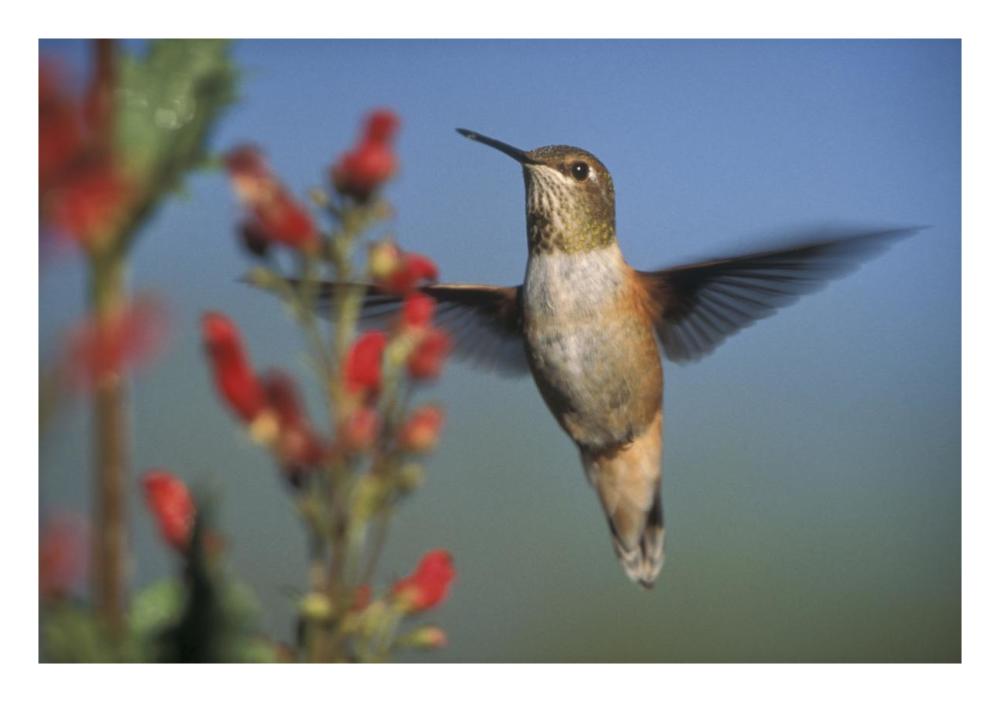 Rufous Hummingbird feeding on the nectar of a Desert Figwort New Mexico-Paper Art-26"x18"