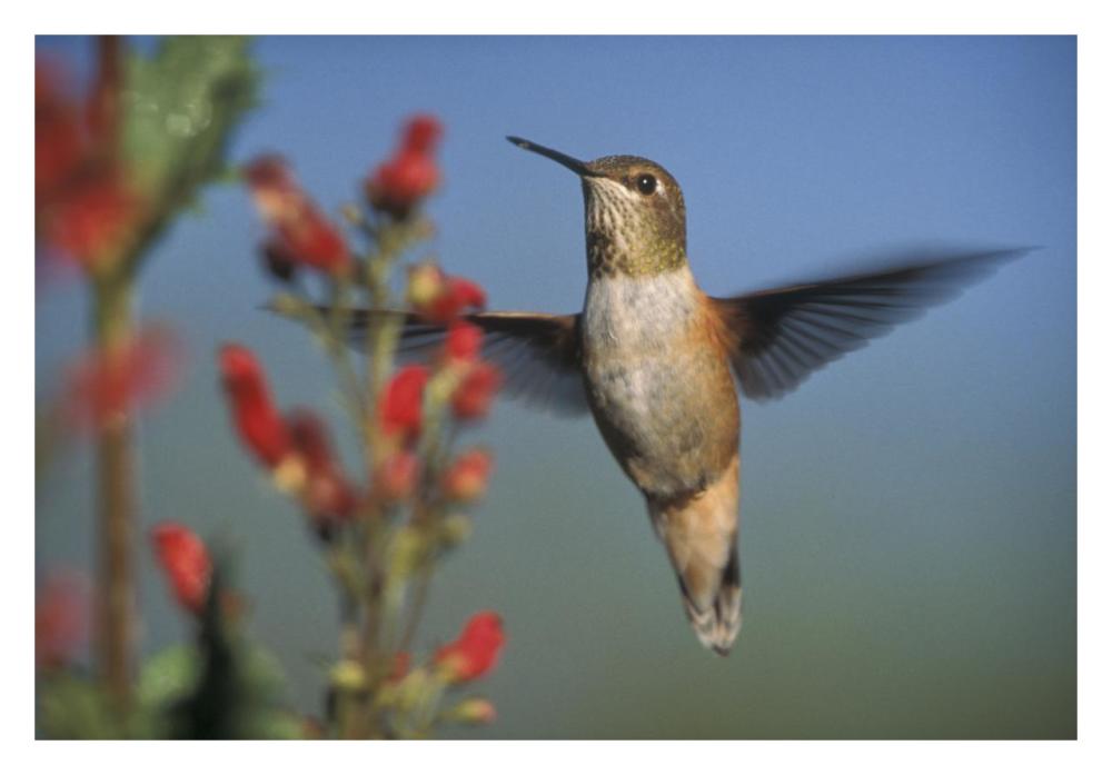 Rufous Hummingbird feeding on the nectar of a Desert Figwort New Mexico-Paper Art-32"x22"